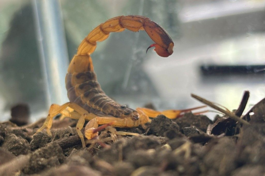 Vigilância alerta moradores sobre risco de escorpiões em Paranavaí