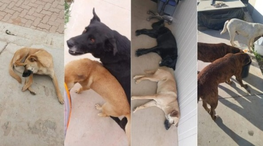 Desaparecimento de cães em centro logístico do Mercado Livre gera investigação em Araucária