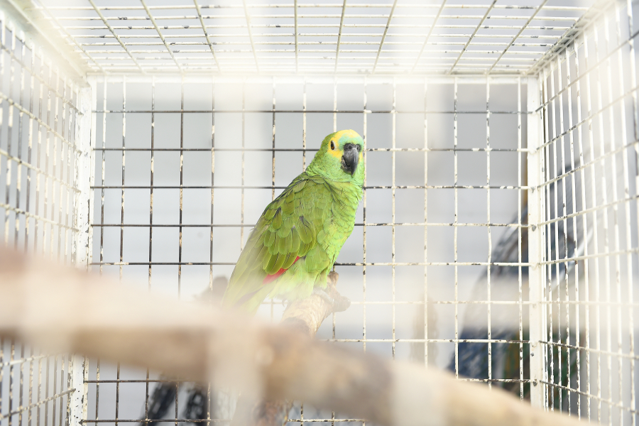 Paraná reforça atendimento à fauna silvestre com renovação de parceria entre IAT e Unicentro