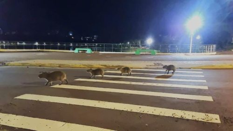 Frio da madrugada marca presença de capivaras no Lago Municipal de Cascavel